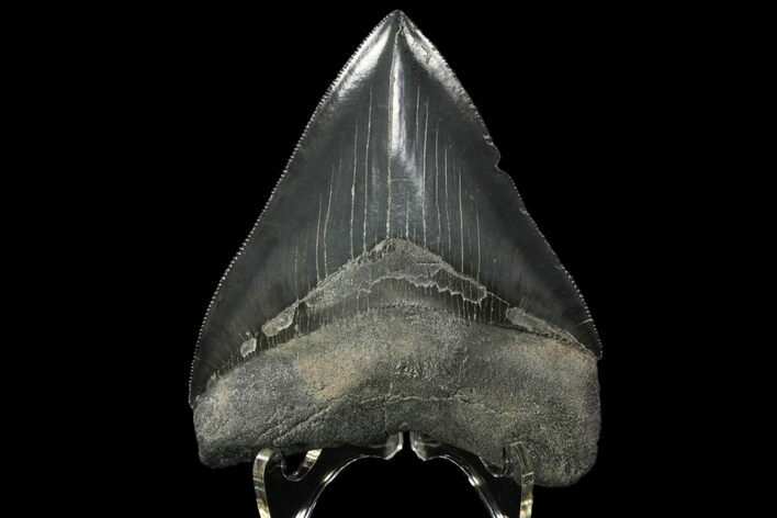 Serrated, Fossil Megalodon Tooth - Sharp Tip #84152